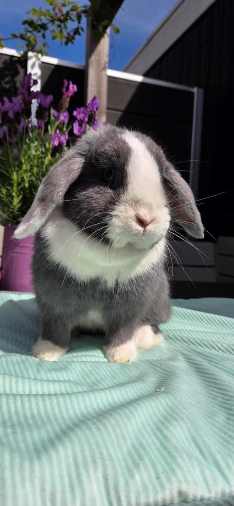 NHD x  Minilop blauw split voedster, Dieren en Toebehoren, Konijnen, Vrouwelijk, Dwerg, Hangoor, 0 tot 2 jaar