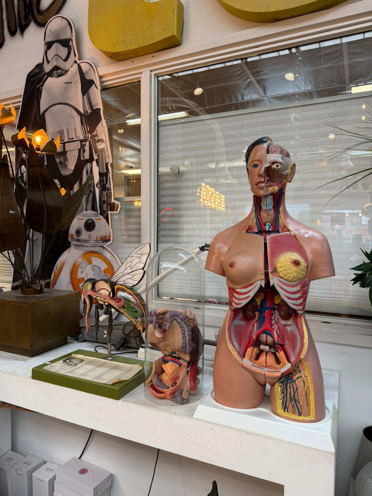 Anatomische leerdoelen, Gebruiksvoorwerp, Jeroen@spektakelwonen.nl, Ophalen of Verzenden, Postbus 494
