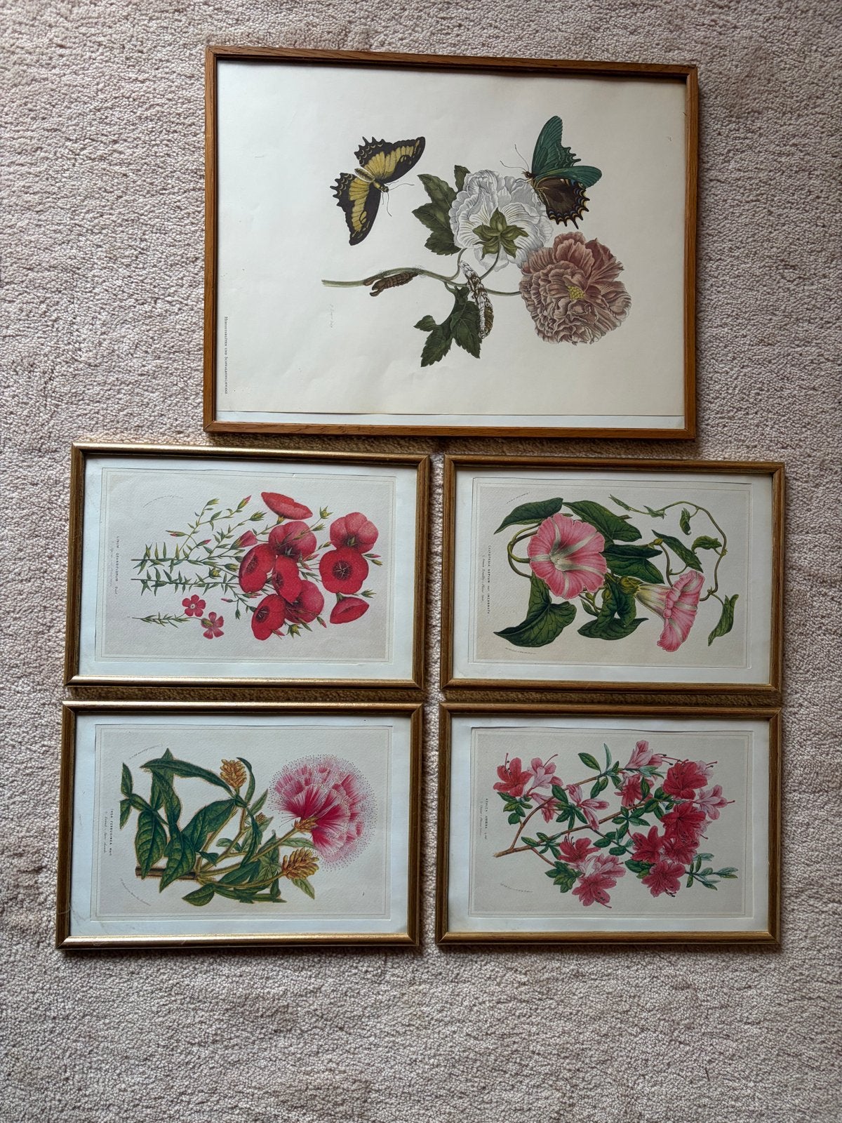 Set van 5 ingelijste botanische prints en vlinderprint, Ophalen of Verzenden, Print, Prent, Ingelijst