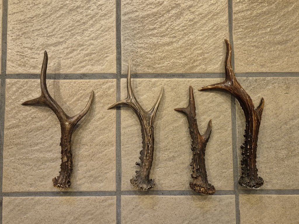4 ree gewei stangen voor kerst decoratie of hobby samen € 19, Ophalen of Verzenden, Gebruikt, Hert, Gewei of Kop