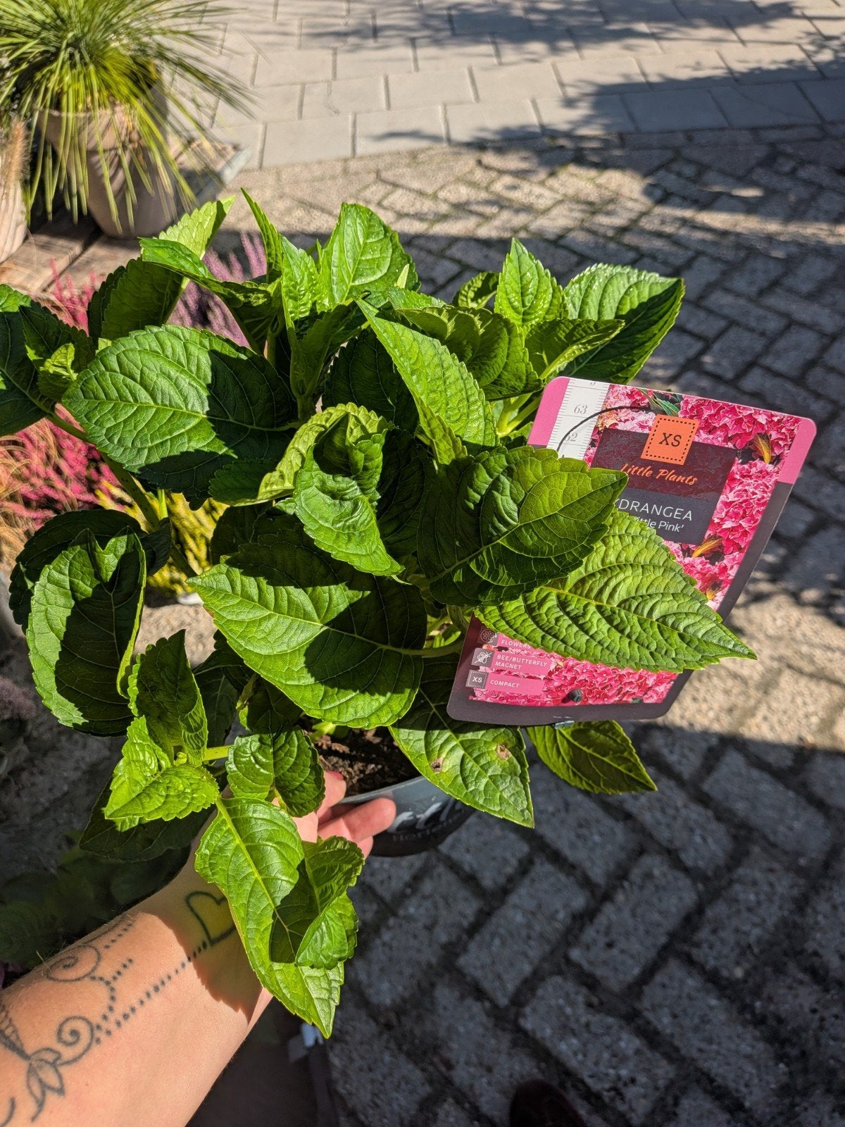 Hortensia little XS, little pink, Tuin en Terras, Ophalen, Zomer, Vaste plant, Halfschaduw