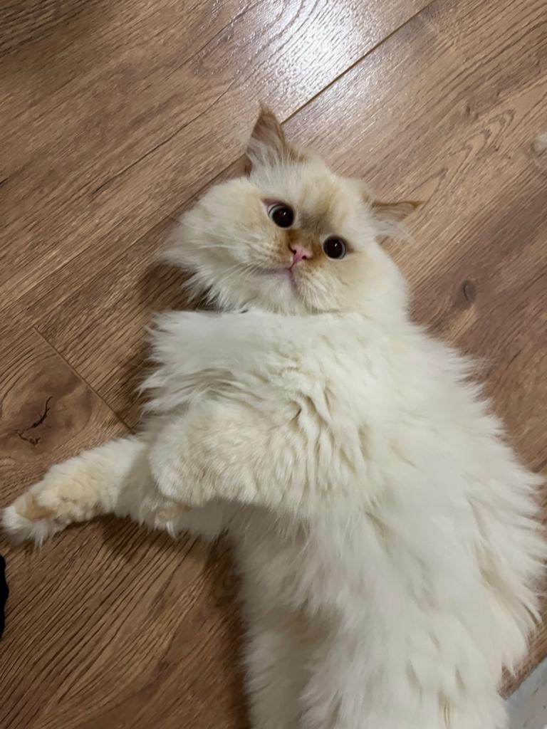 Perzische Doll Face Dekkater, 0 tot 2 jaar