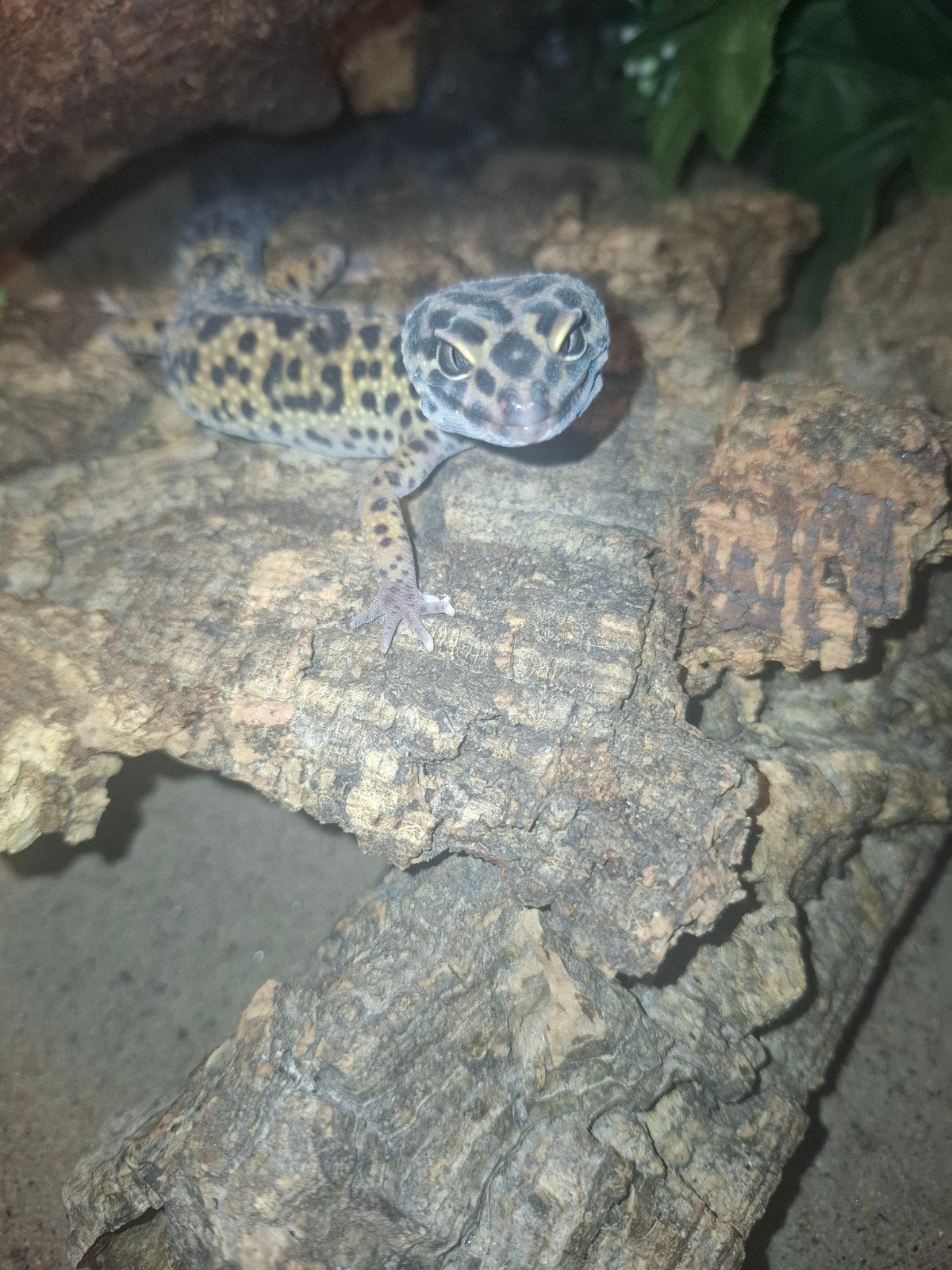 2 luipaardgekkos, Dieren en Toebehoren, Hagedis, Met terrarium, 0 tot 2 jaar