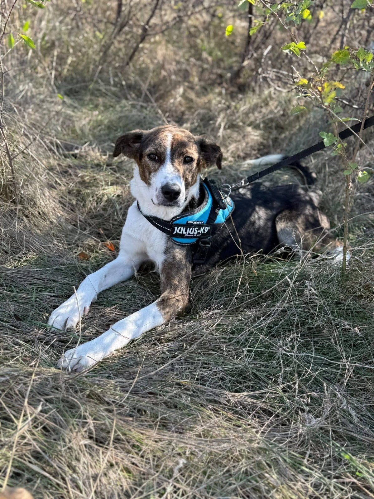 🐾🤎 PEPPER – KLEIN MEISJE, GROTE DROMEN… 🤎🐾

👀 “Wat is d, Dieren en Toebehoren, Particulier, 15 weken tot 1 jaar, Buitenland