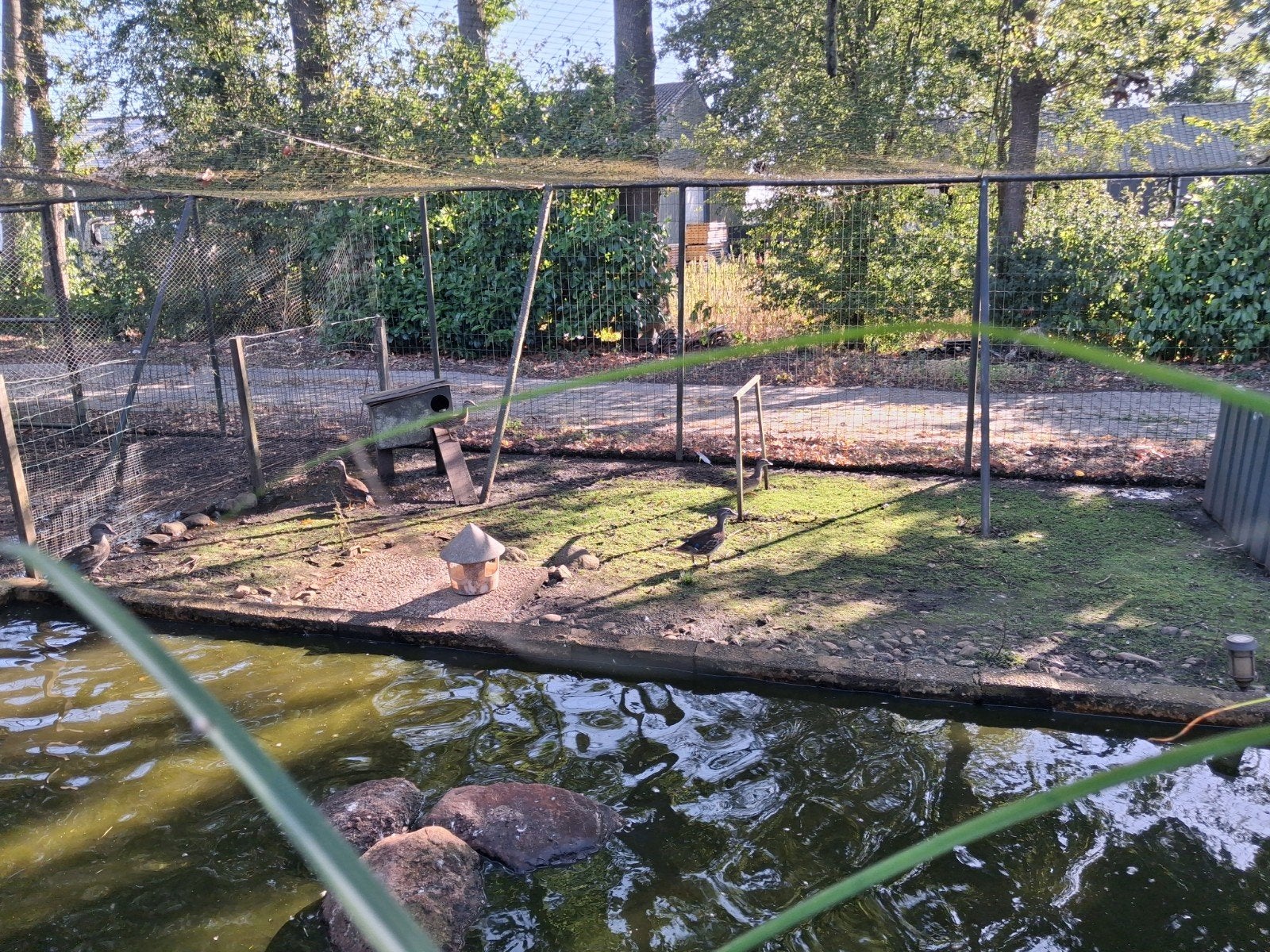 manderijn eenden, Meerdere dieren, Eend