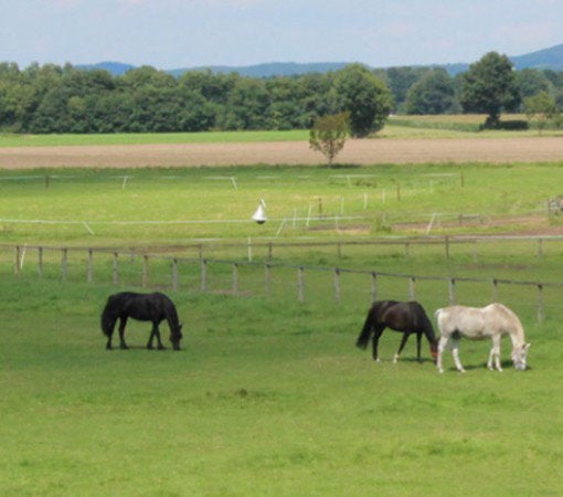 Weilandje gezocht bij Vaals, Weidegang