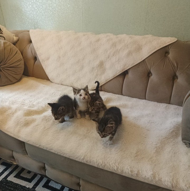 Vier mooie kitten te koop, Meerdere dieren, Kortharig, 0 tot 2 jaar
