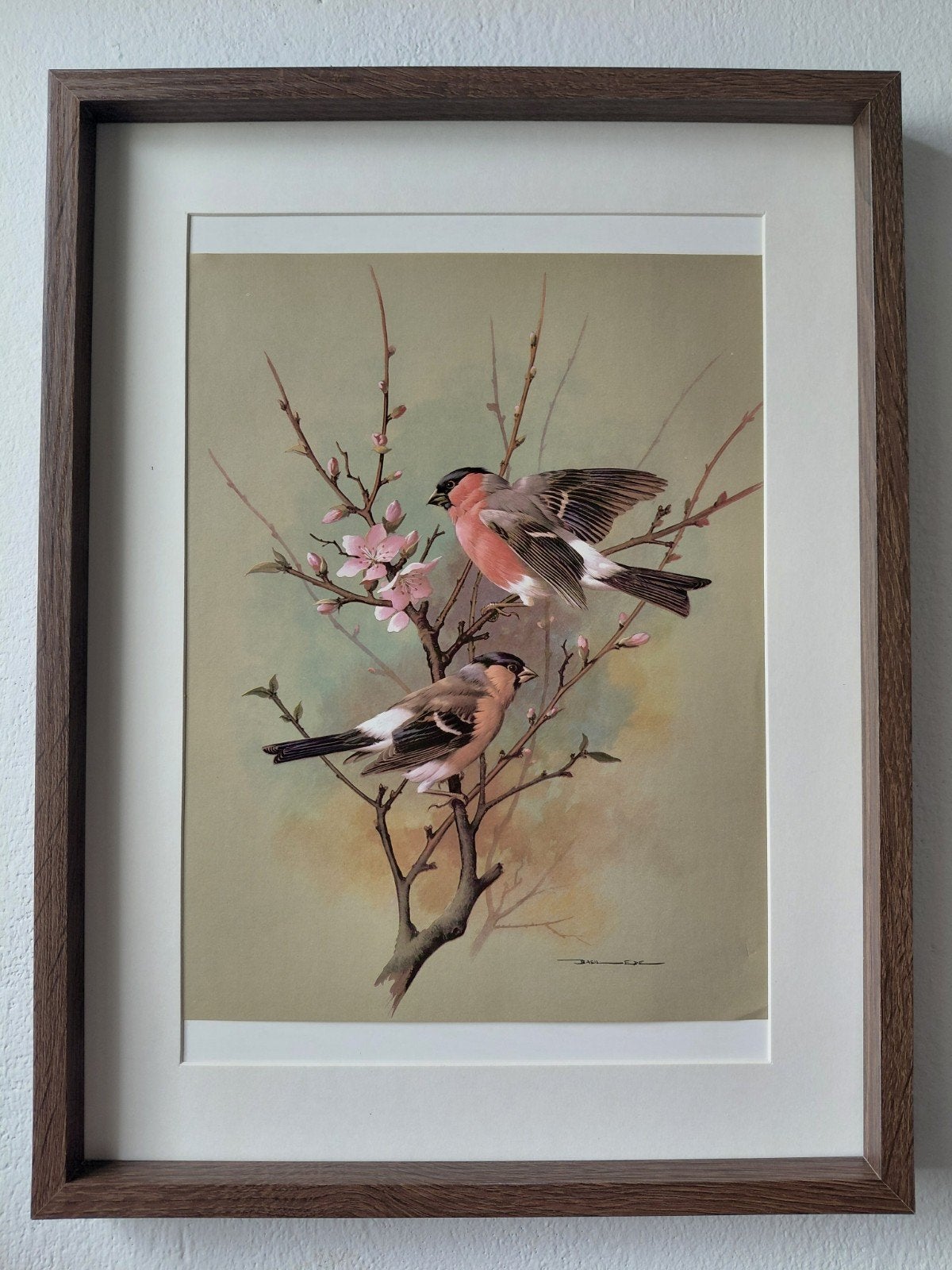 Diverse vogel Prints Basil Ede, Antiek en Kunst, Verzenden, Print