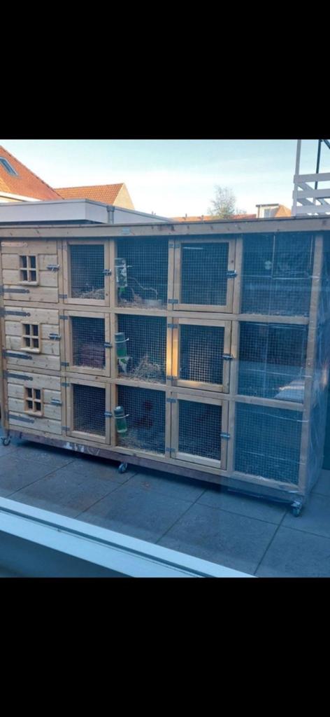 Konijnen/cavia flat te koop, Dieren en Toebehoren, Ophalen of Verzenden