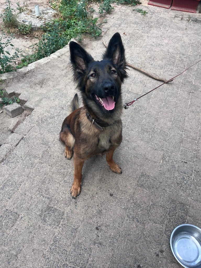 Mechelse Herder teef, Dieren en Toebehoren, Honden | Herdershonden en Veedrijvers, 1 tot 2 jaar, Teef, Parvo, Eén hond