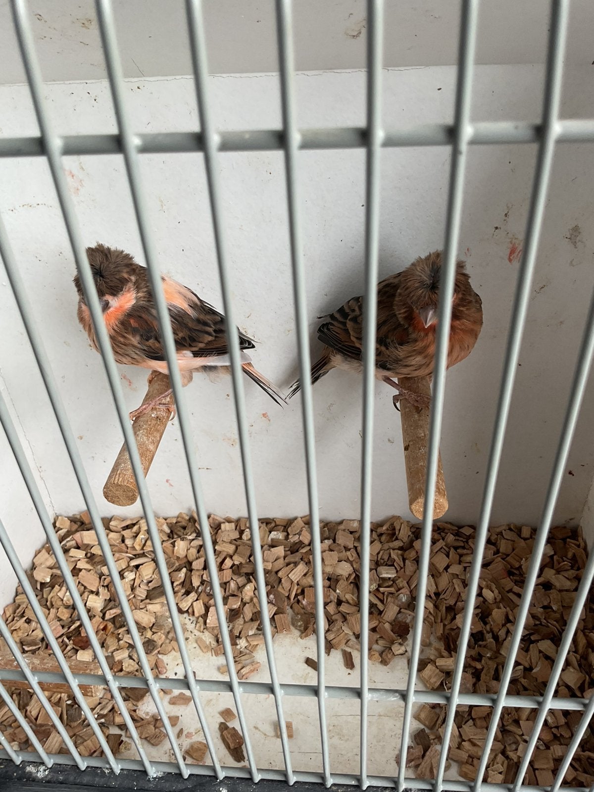 Jonge  harlekijn met kuif, Dieren en Toebehoren, Vogels | Kanaries, Meerdere dieren, Kleurkanarie