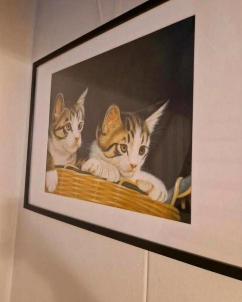 Katten poezen, Ophalen of Verzenden