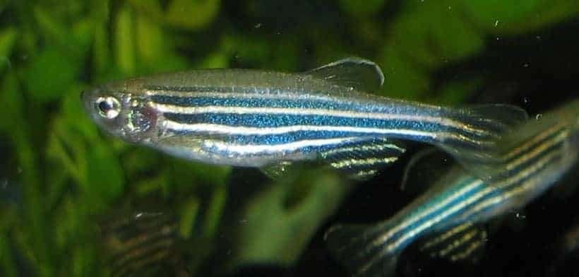 zebra danio danio rerrio 3cm gratis af te halen scholenvis, Dieren en Toebehoren, Vissen | Aquariumvissen, Vis, Zoetwatervis, Schoolvis