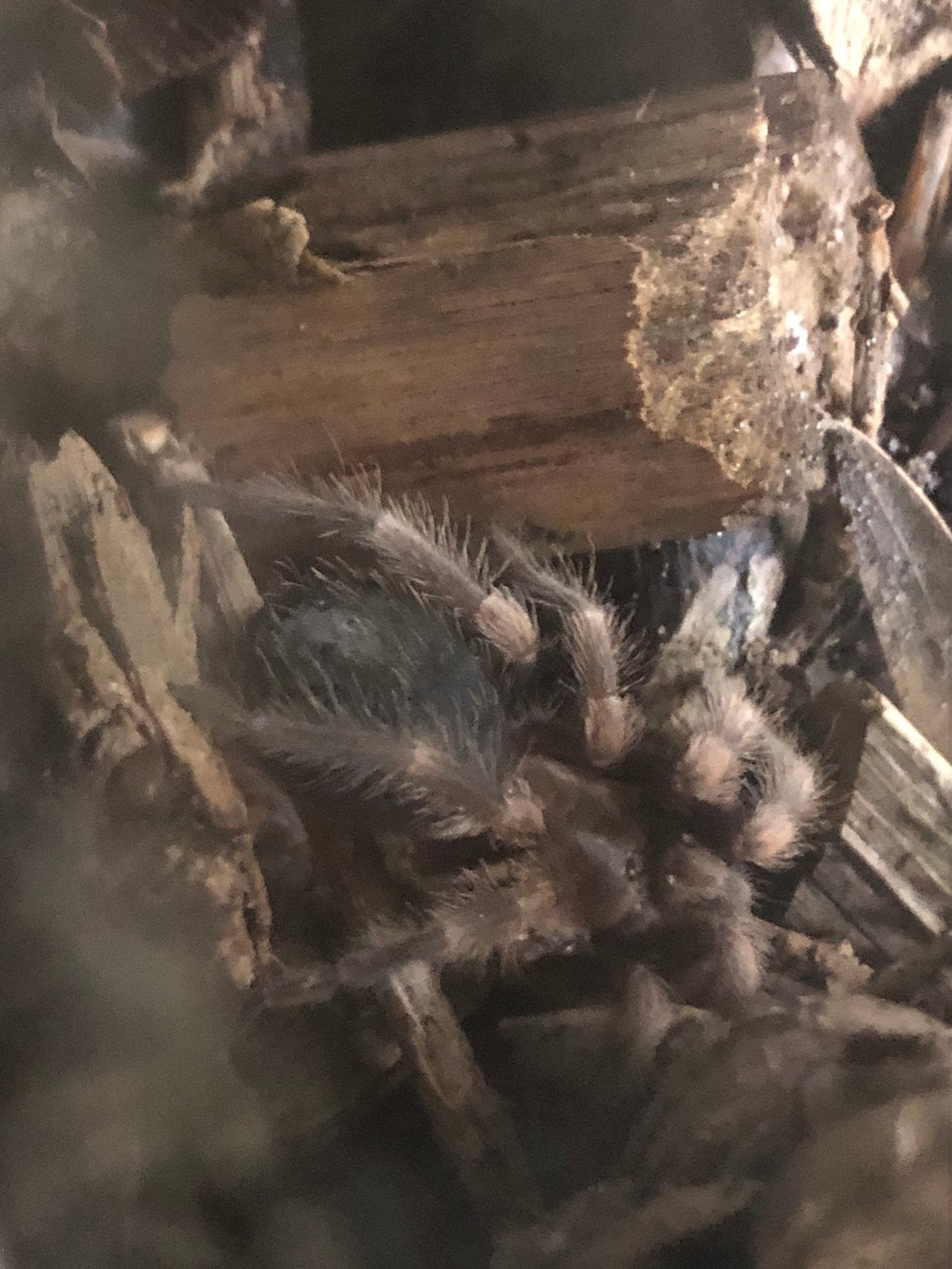 Baby vogelspin, Dieren en Toebehoren, Insecten en Spinnen