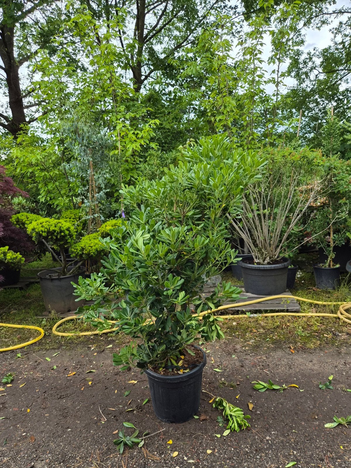 Pittosporum XXL - Grote Groenblijvende Heester, Volle zon, Vaste plant, Lente, Ophalen
