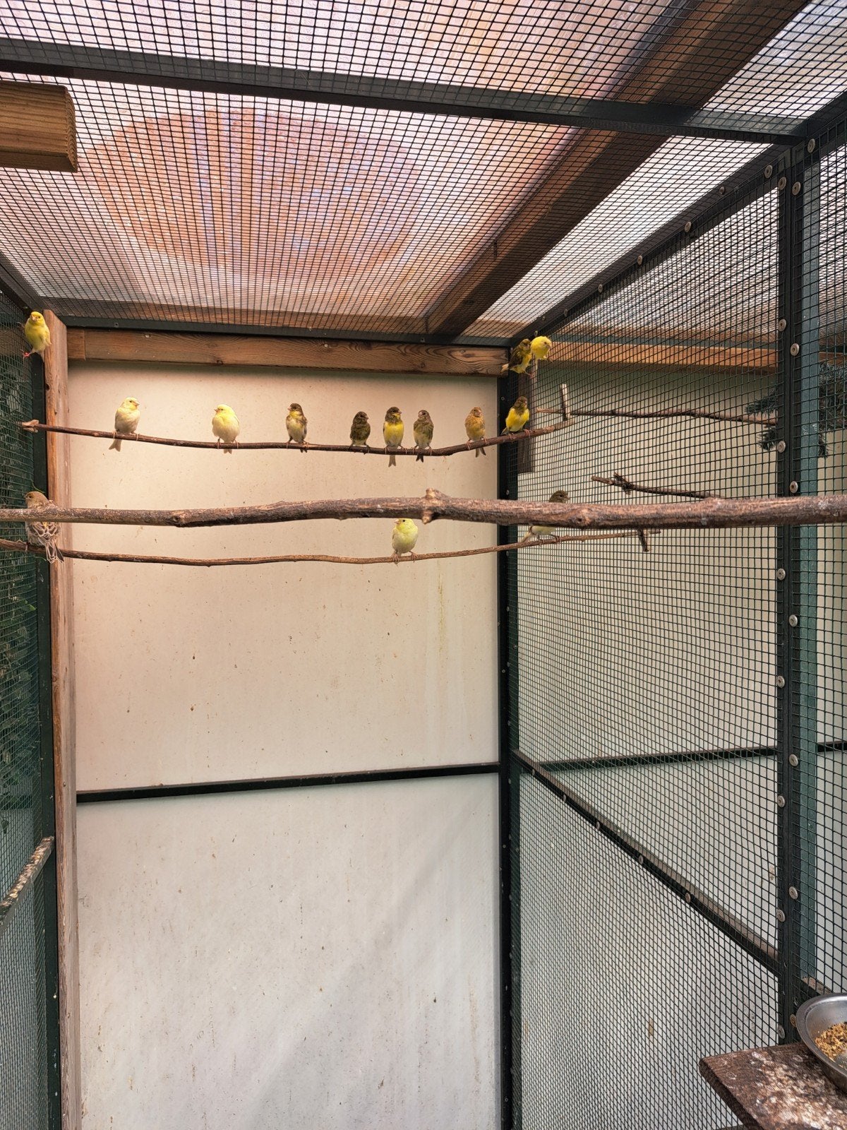 kanaries, Dieren en Toebehoren, Vogels | Kanaries, Meerdere dieren, Kleurkanarie