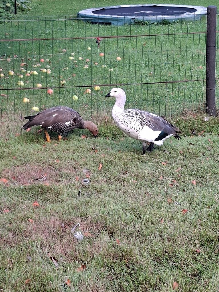 Magelaan gans koppel, Meerdere dieren, Eend