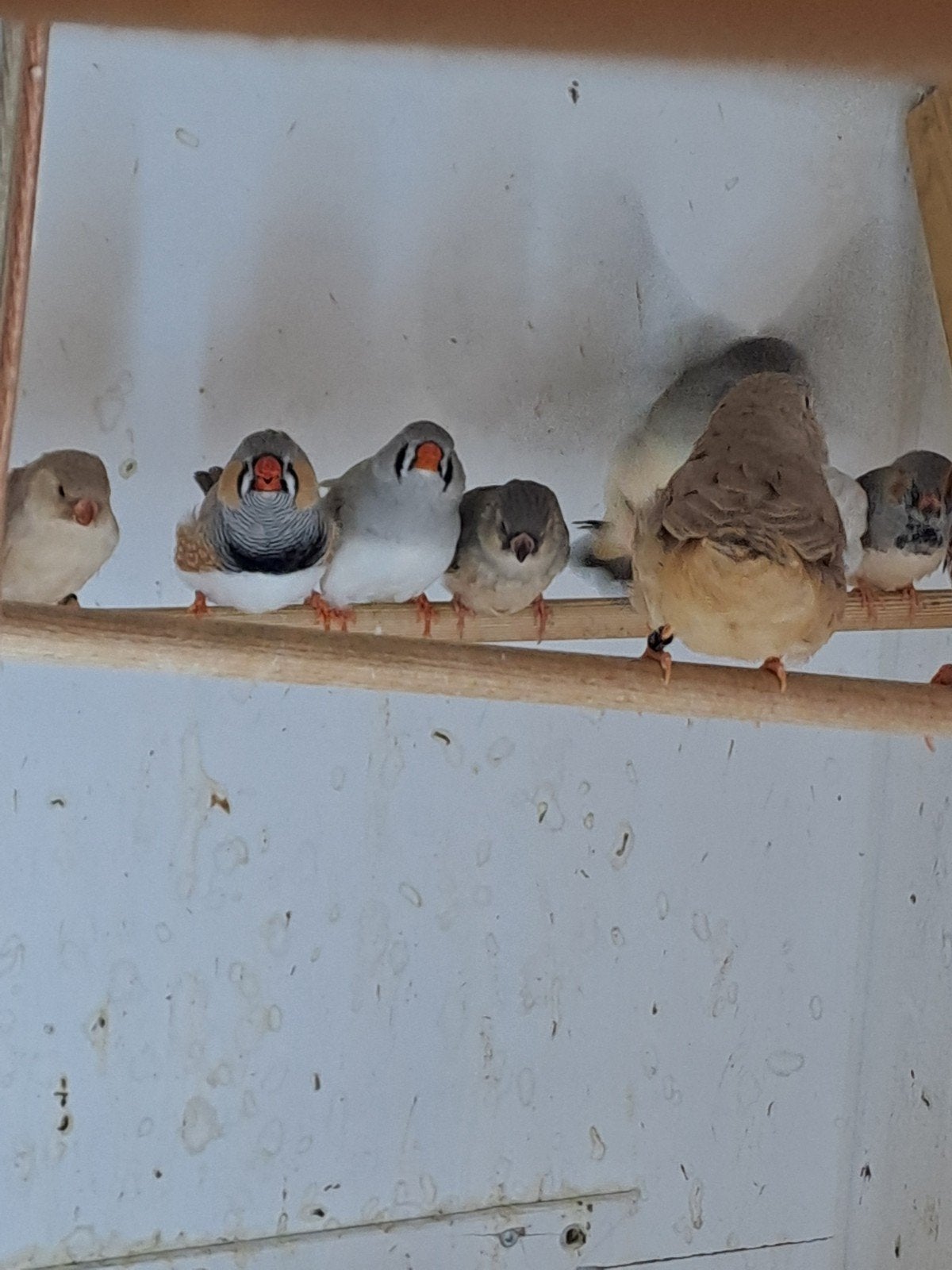 zebravinken  2 koppels, Dieren en Toebehoren, Vogels | Overige Vogels, Meerdere dieren, Geringd