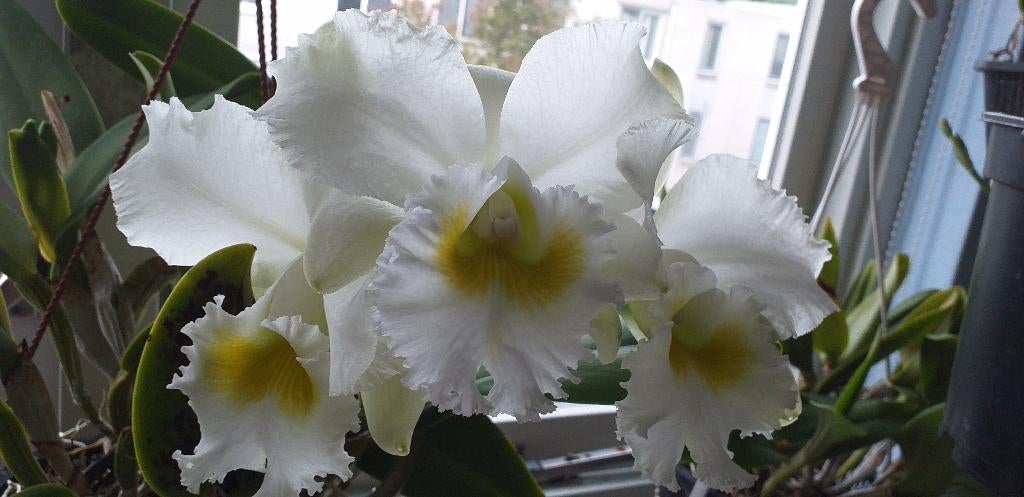 Orchidee, cattlya hybride (3/3), Huis en Inrichting, Kamerplanten, Ophalen, Overige soorten, Halfschaduw, In pot