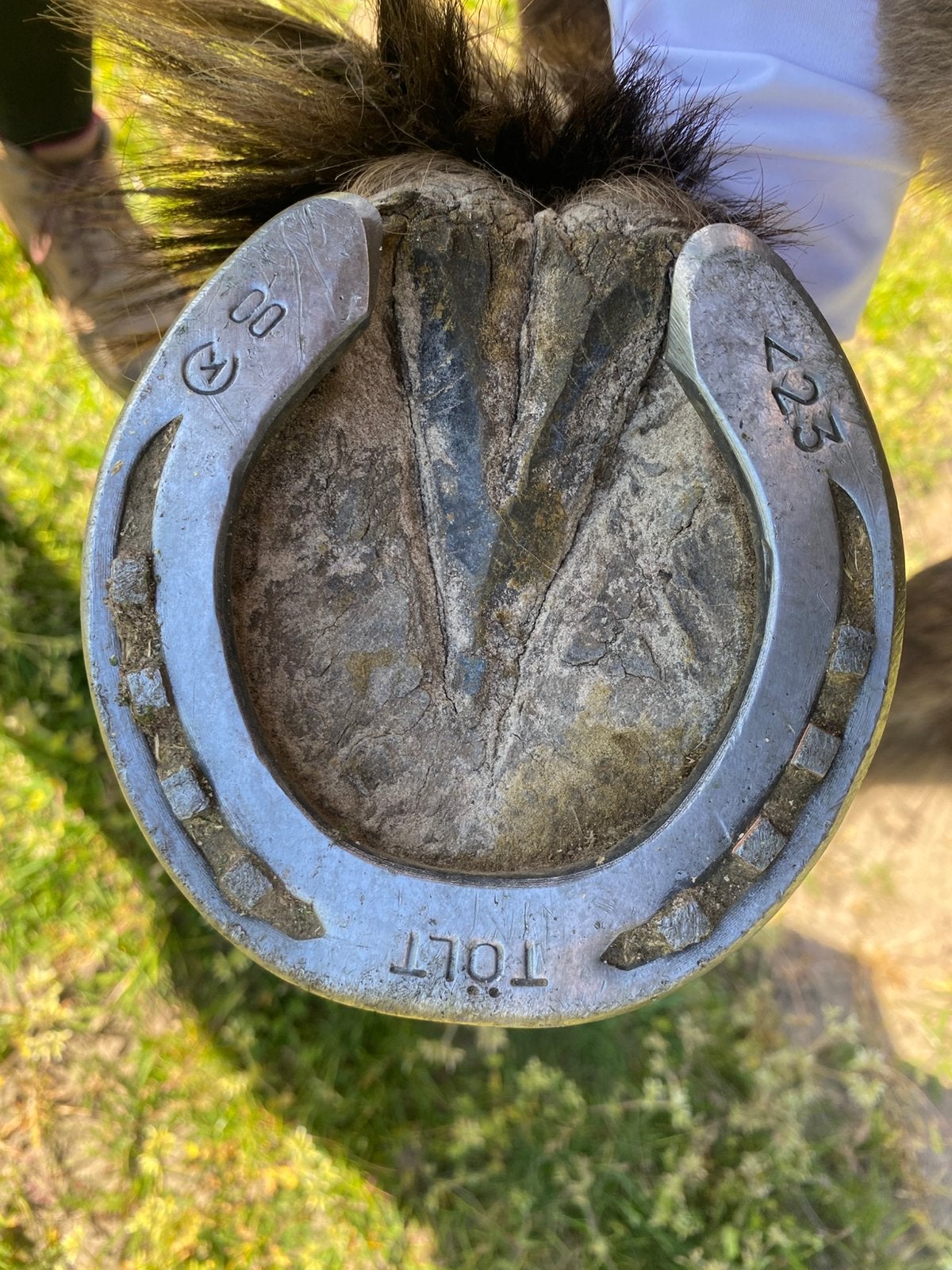 Hoefsmid gezocht 5 ponys (geen ijzers), Ophalen, Nieuw