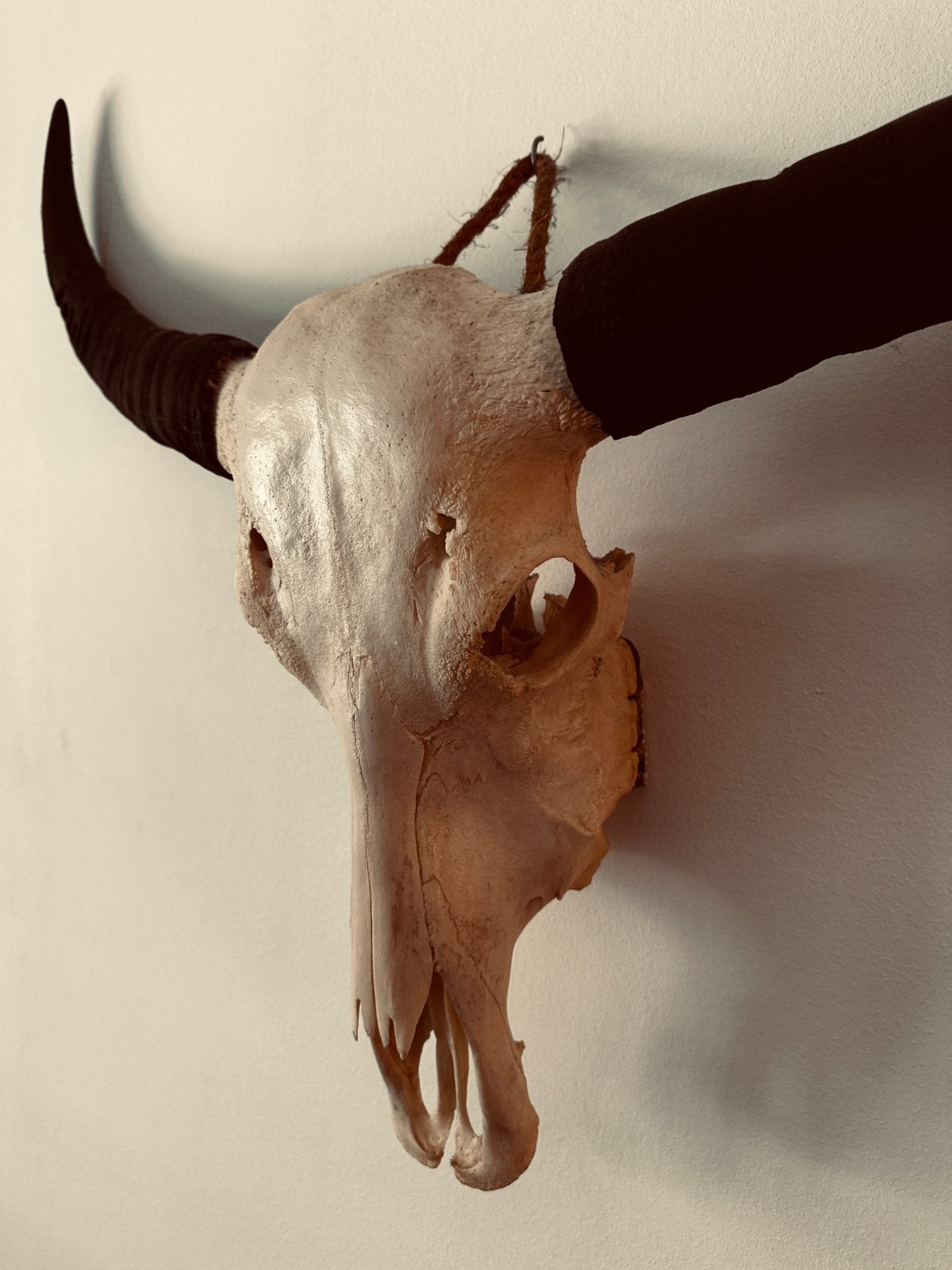 Decoratieve buffelschedel met hoorns, Ophalen