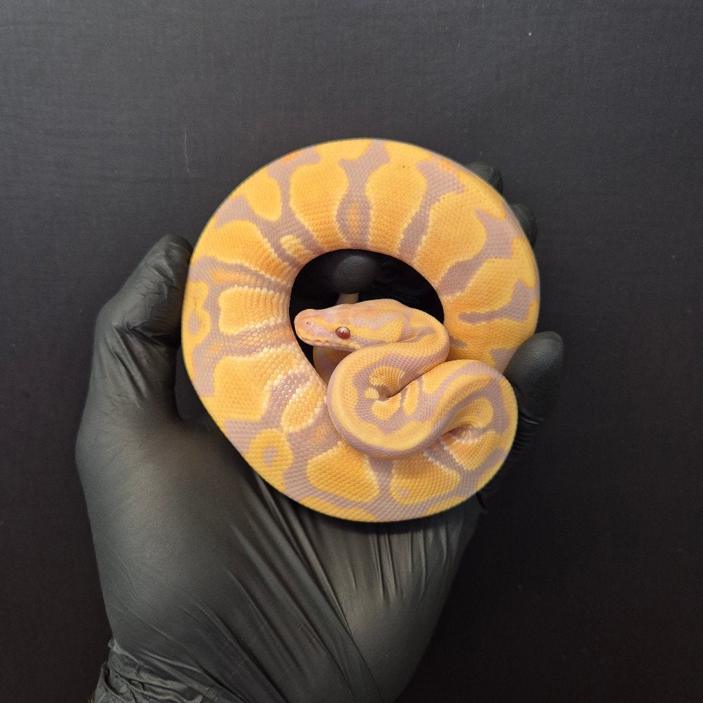 p. regius lijst Houten nk 2026 Ball Python - female for sale from Roundhog serpents