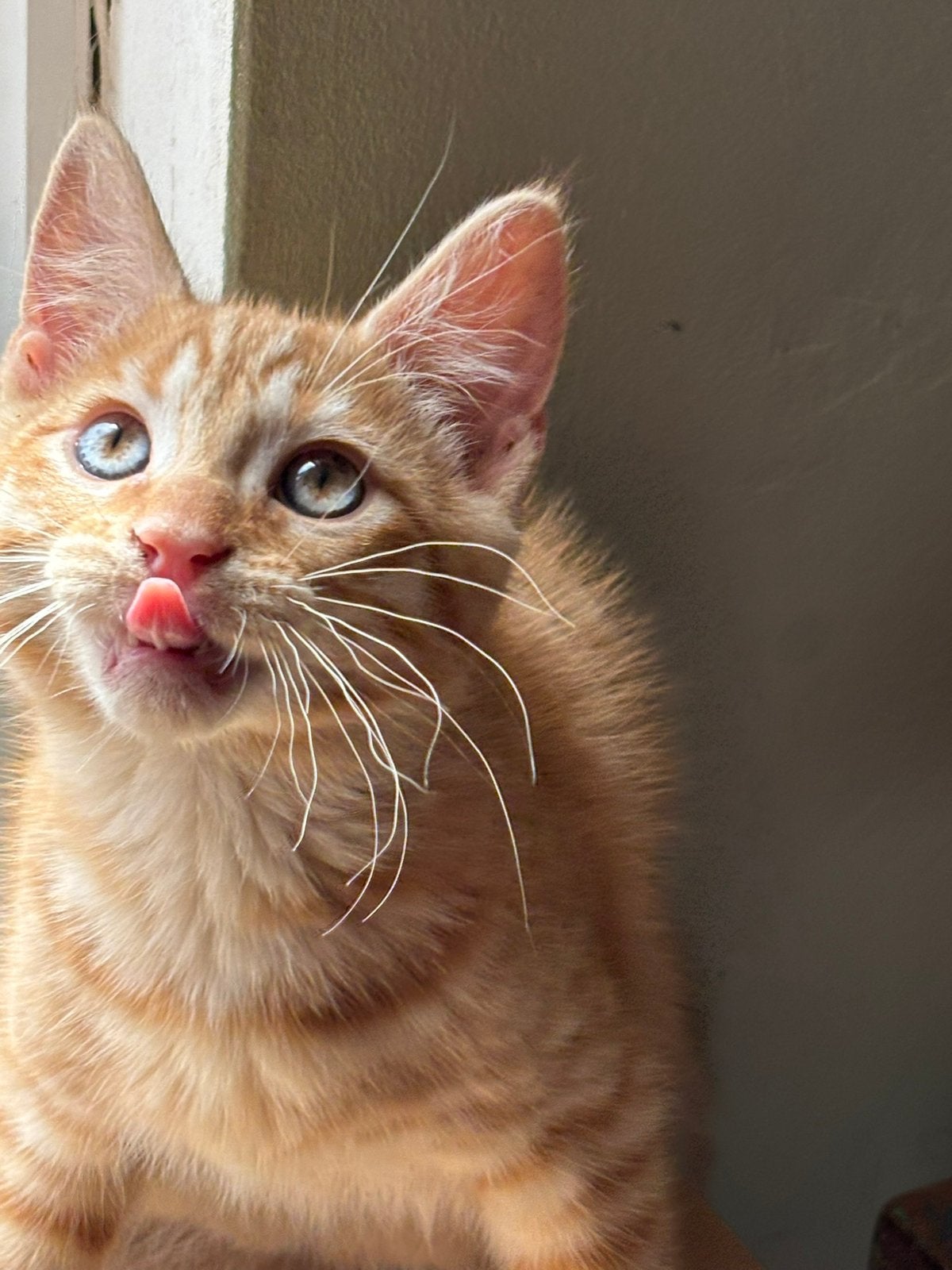 Noorse boskat x kitten, Kater, Langharig, 0 tot 2 jaar