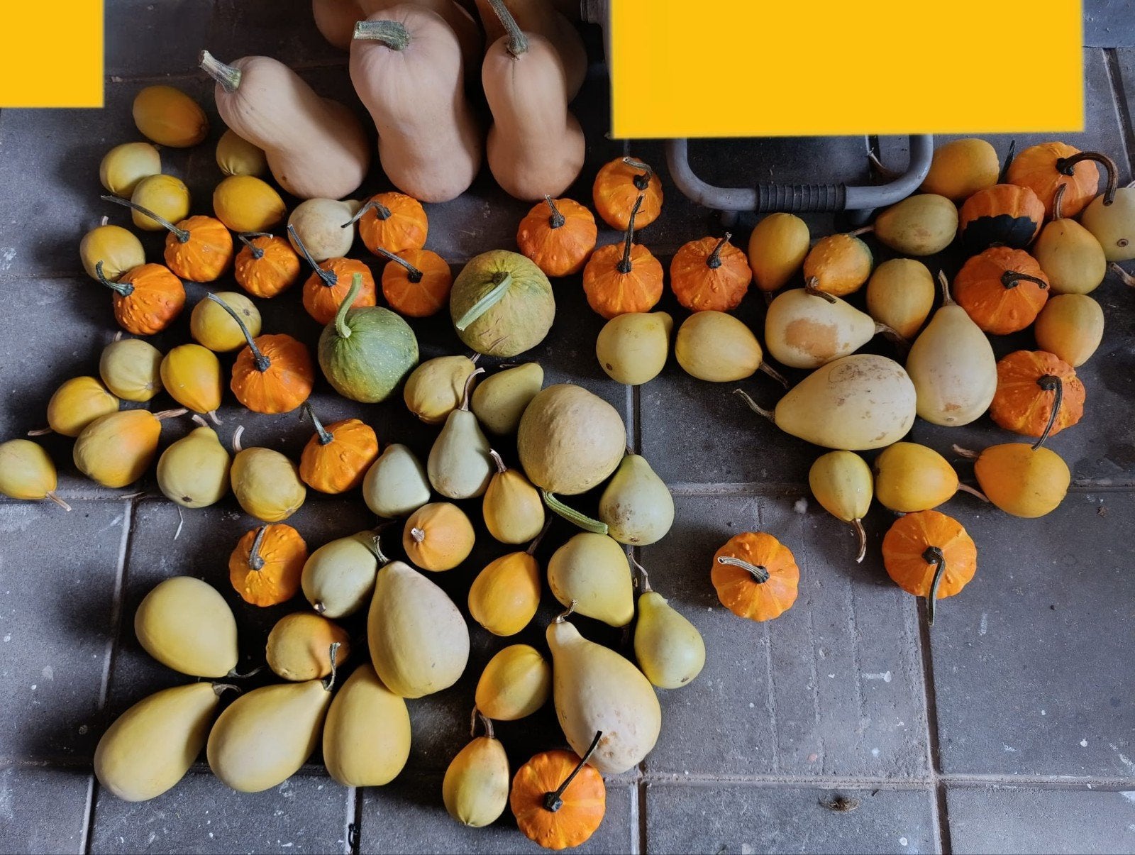 Sierpompoenen, pompoenen, sierfruit, flespompoenen, Ophalen