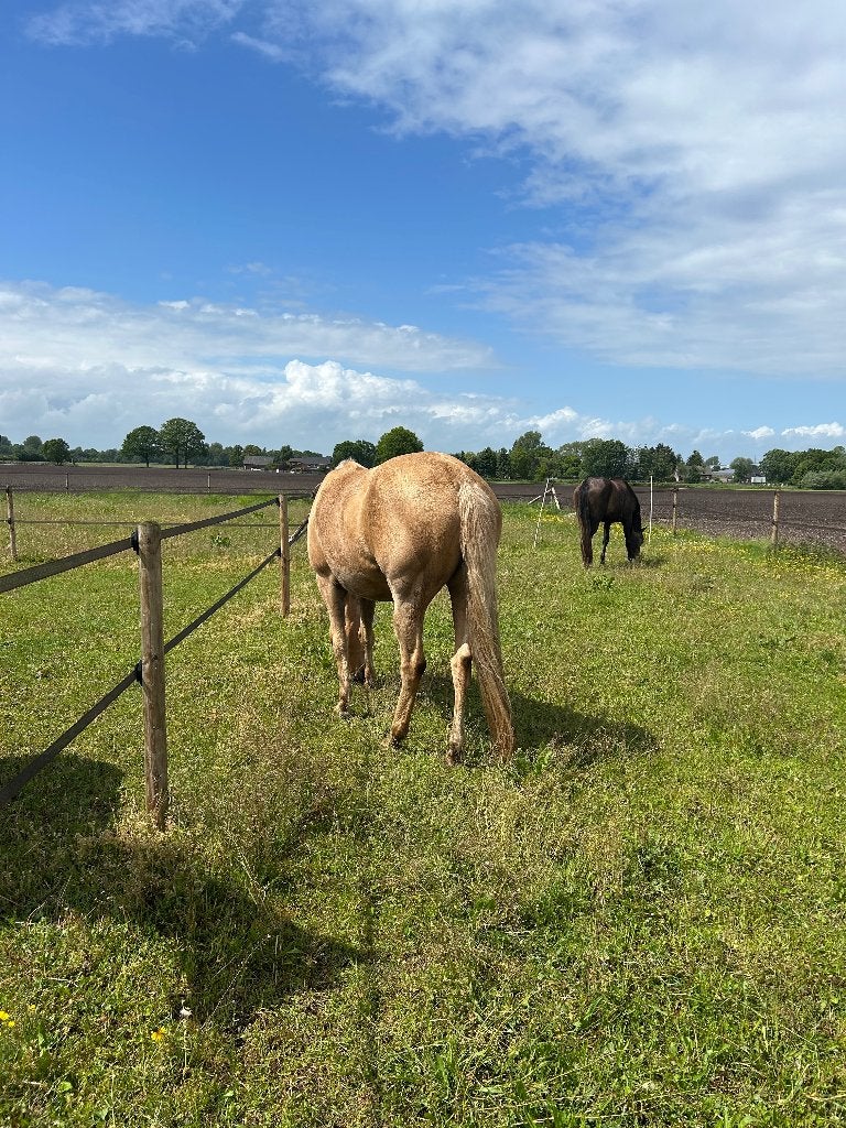 Gezocht: verzorger voor 2 paarden in Kranenburg, Dieren en Toebehoren, Stalling, 2 of 3 paarden of pony's