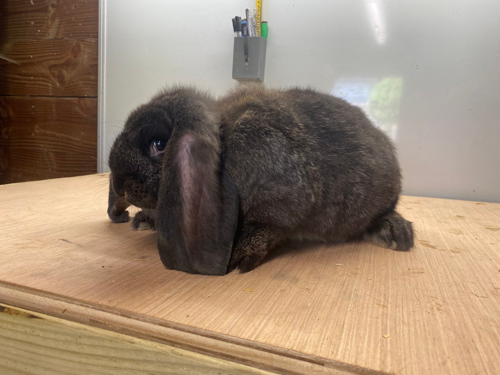 Lieve Franse Hangoor ram, Mannelijk, Groot, Hangoor