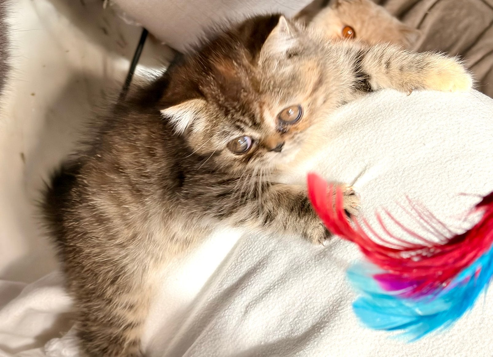 Exotic/Pers kittens, Poes, Ontwormd, 0 tot 2 jaar