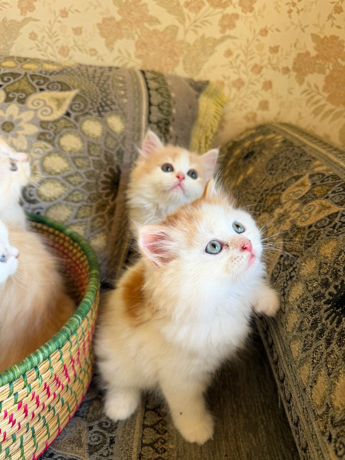 Super lieve Ragdoll/Pers kittens, Meerdere dieren, Langharig, 0 tot 2 jaar