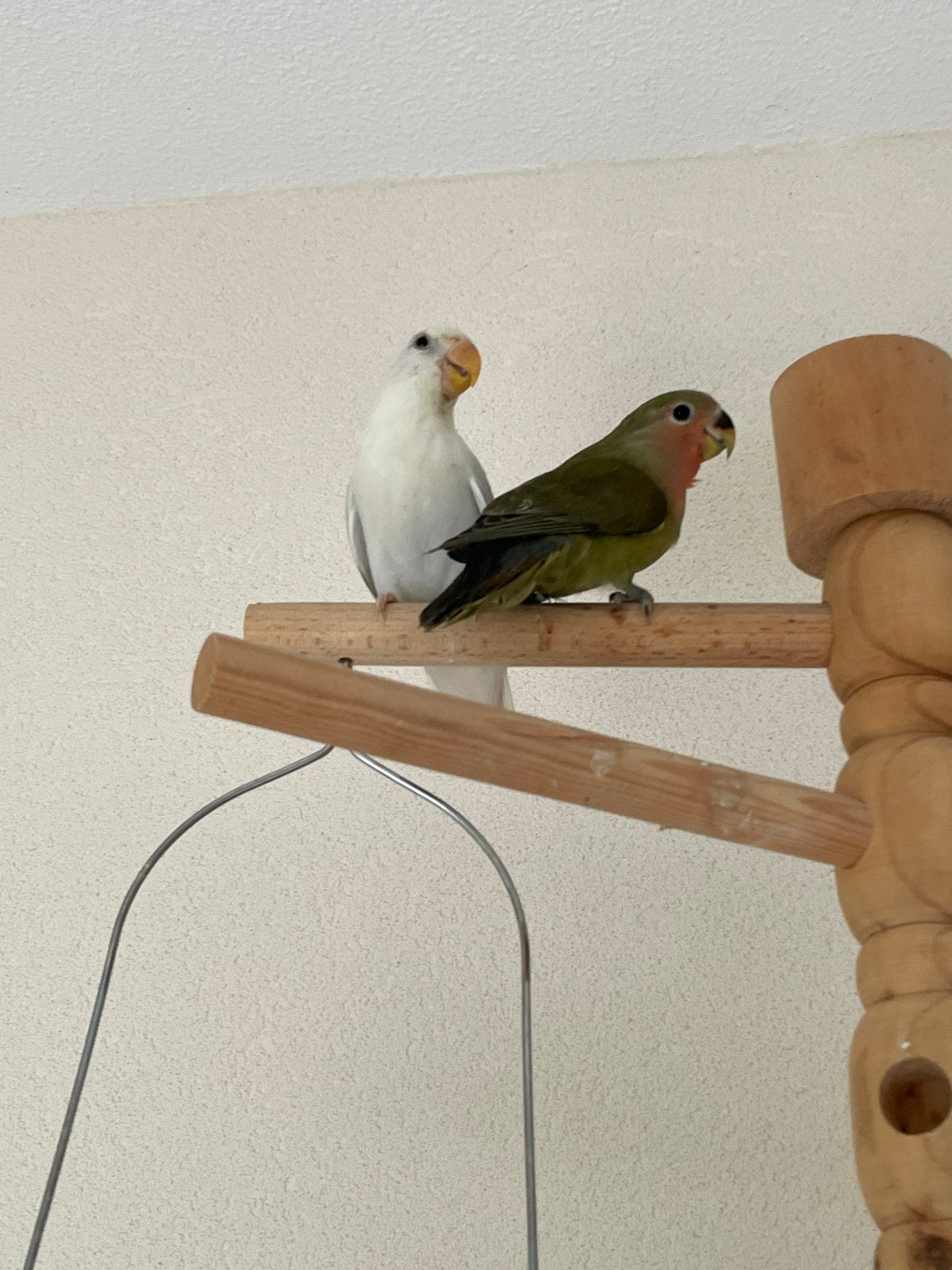 Agapornis Dwergpapegaai Lovebird Handtam bijt niet, Meerdere dieren, Dwergpapegaai of Agapornis, Geringd