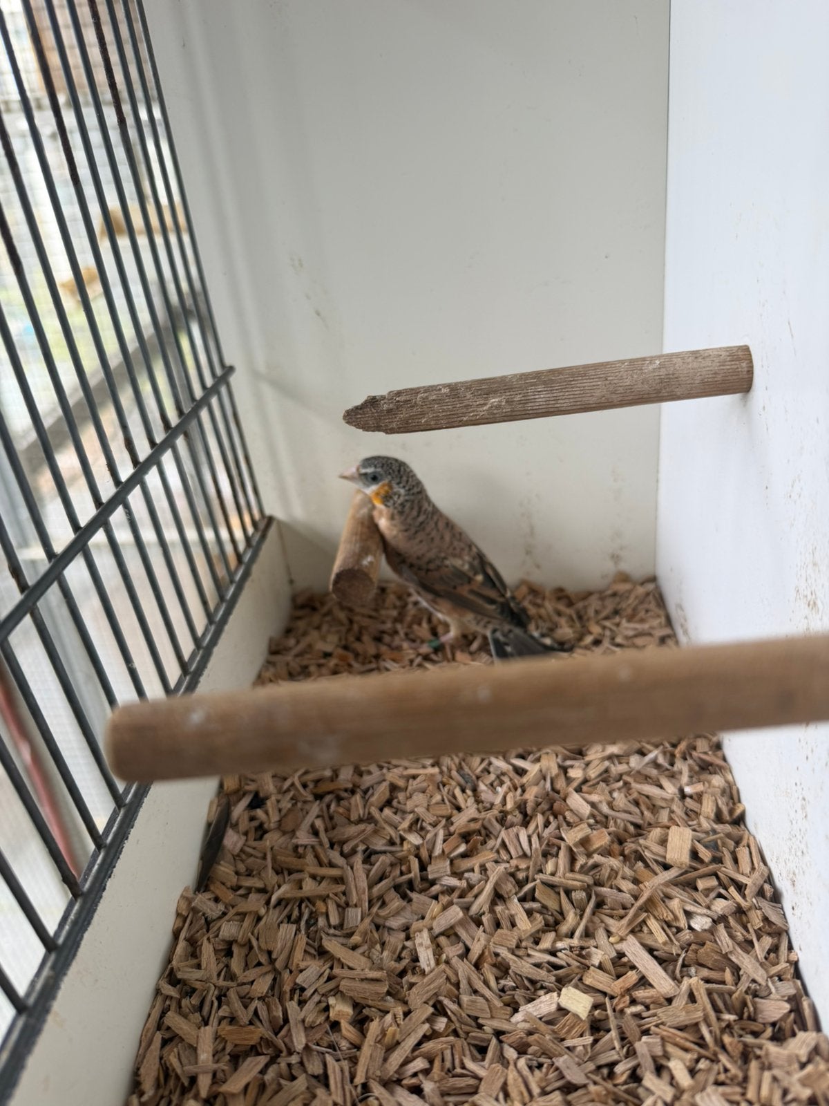 3 jongen geel band bandvinken, Mannelijk, Tropenvogel, Geringd