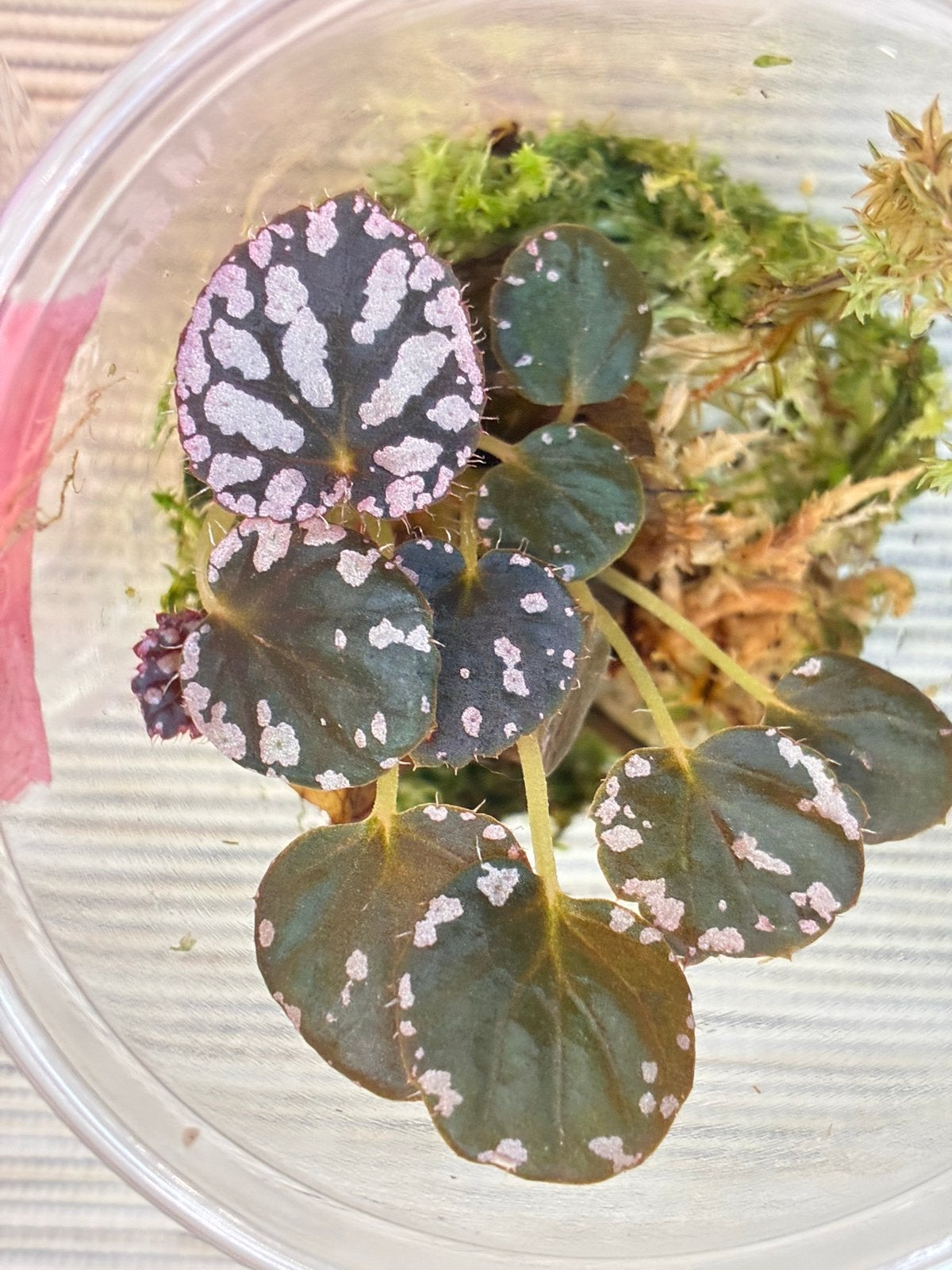 Begonia Spirit of Bali - Opgekweekt van blad, Ophalen of Verzenden, Halfschaduw, Minder dan 100 cm