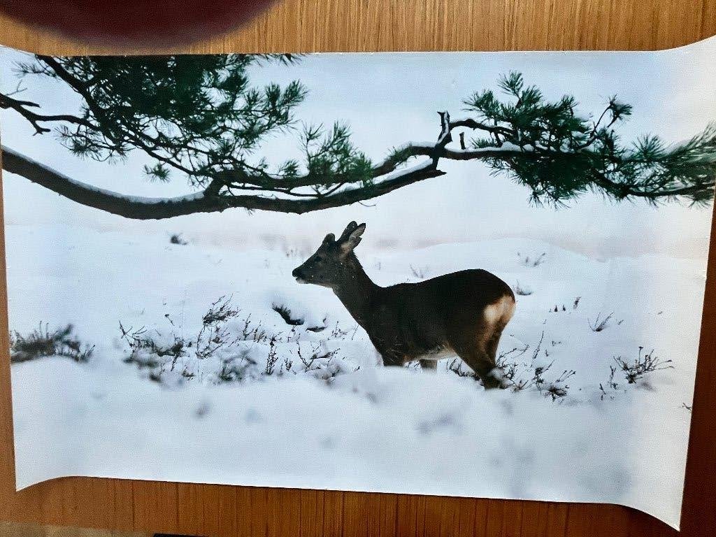 Canvas poster winter, 50 tot 75 cm, Ophalen of Verzenden, Zo goed als nieuw, 75 tot 100 cm
