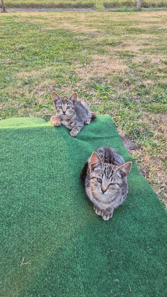 8 stuks Kittens poezen en katers, Meerdere dieren, Ontwormd, 0 tot 2 jaar