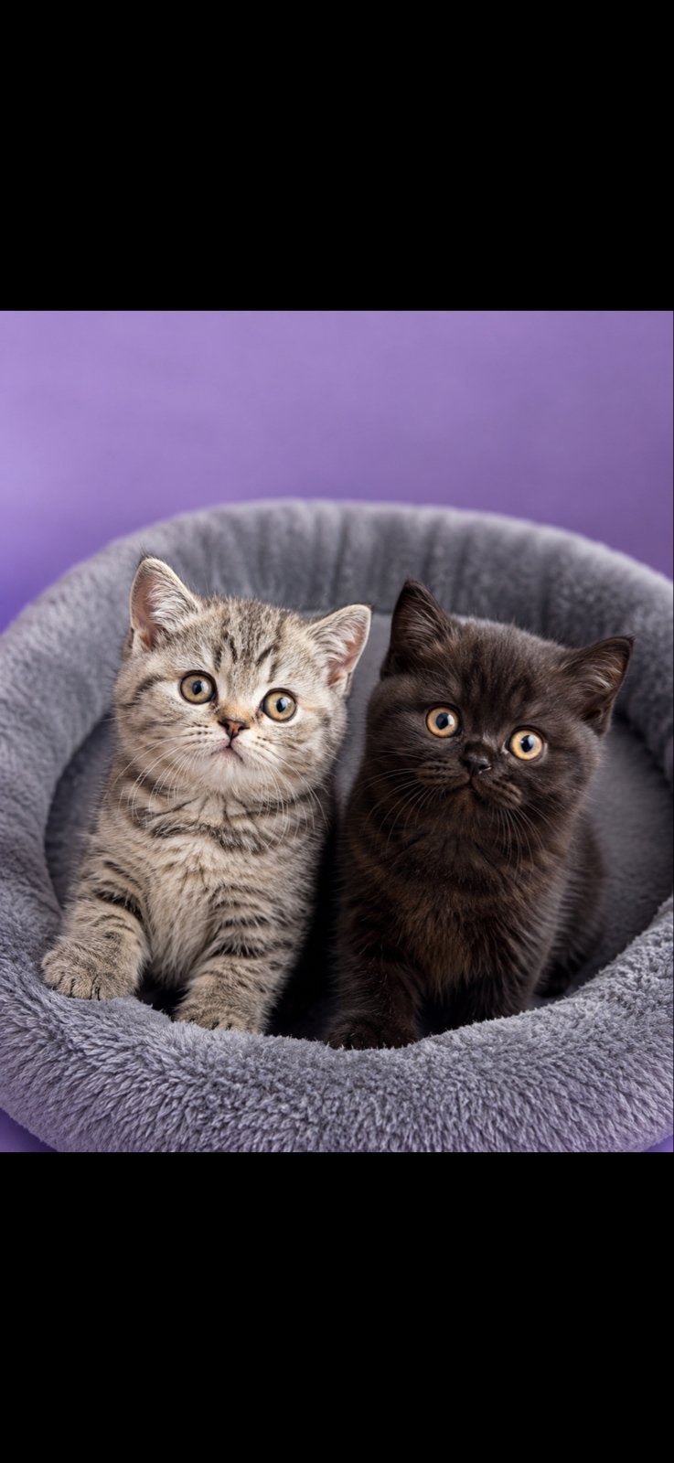 Britse korthaar kittens, Dieren en Toebehoren, Katten en Kittens | Overige Katten, Meerdere dieren