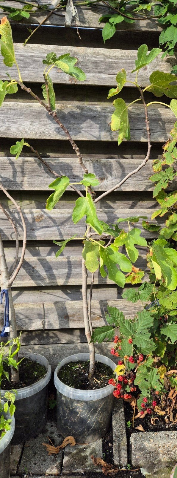 vijgenboom, Ophalen, Lente, Volle zon, Vijgenboom