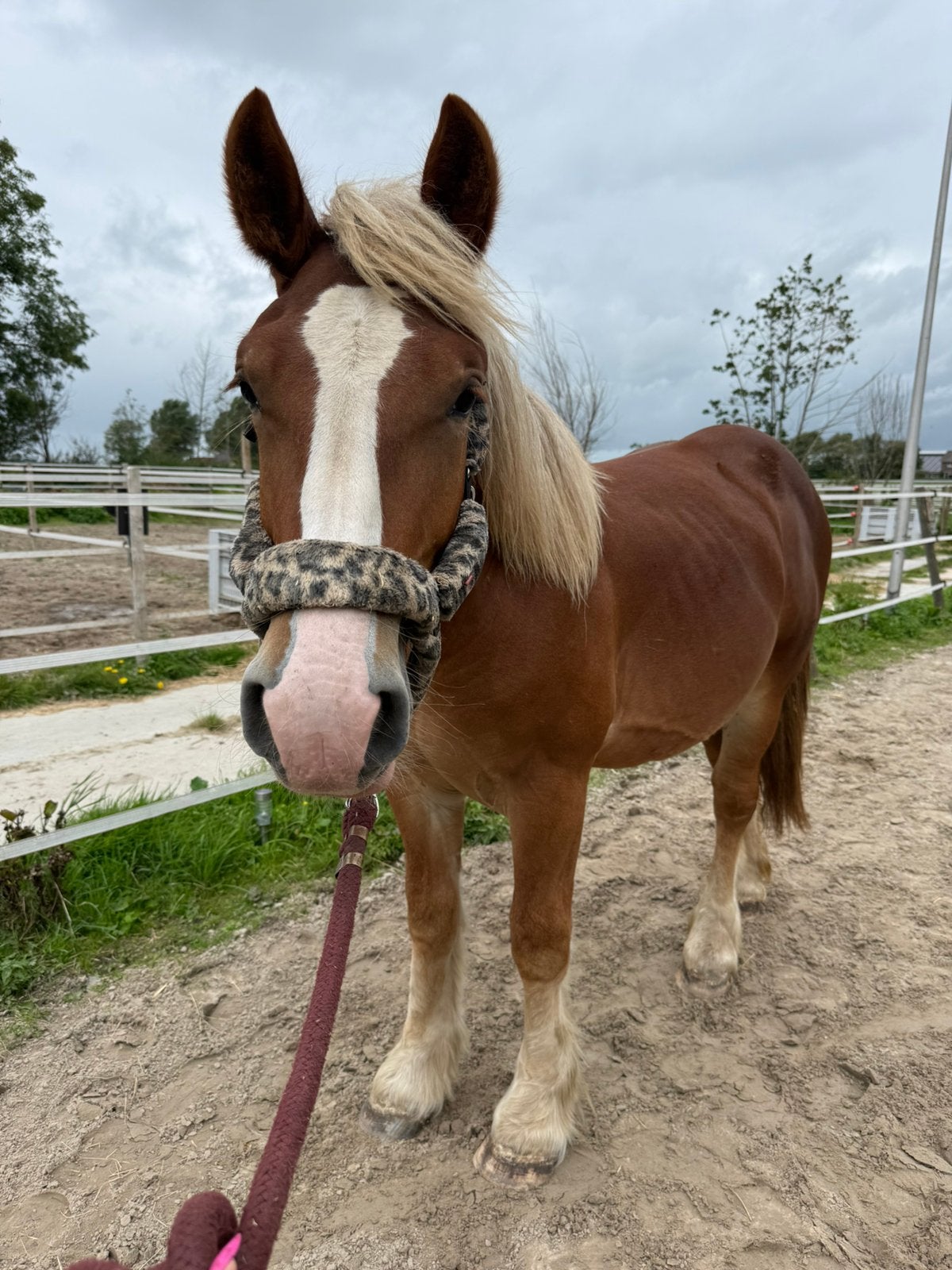 Belgisch trekpaard | ruin | Juni 2025, Met stamboom, Ruin, 0 tot 2 jaar, 170 tot 175 cm
