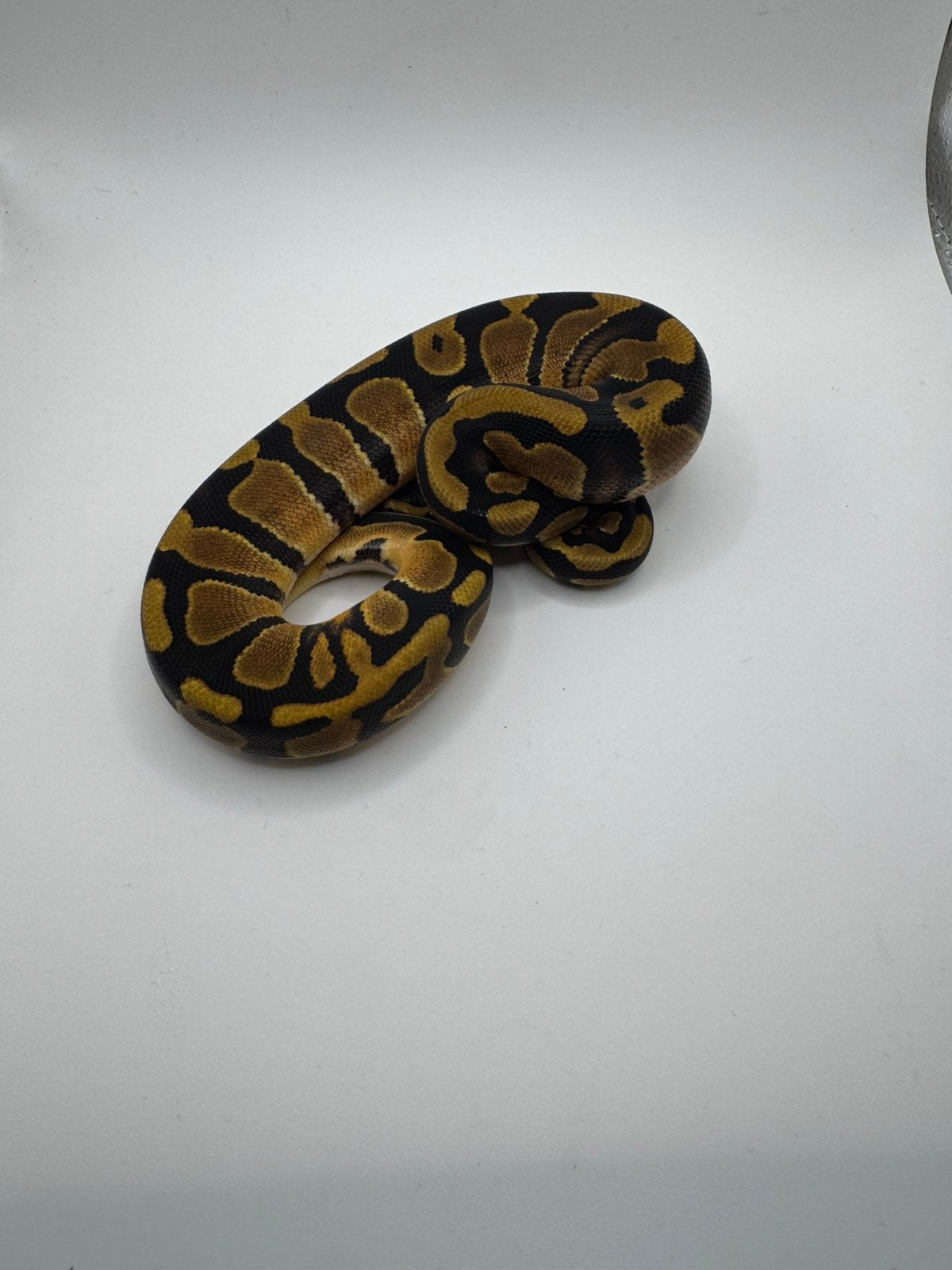Baby ball pyhton Ball Python photo 3