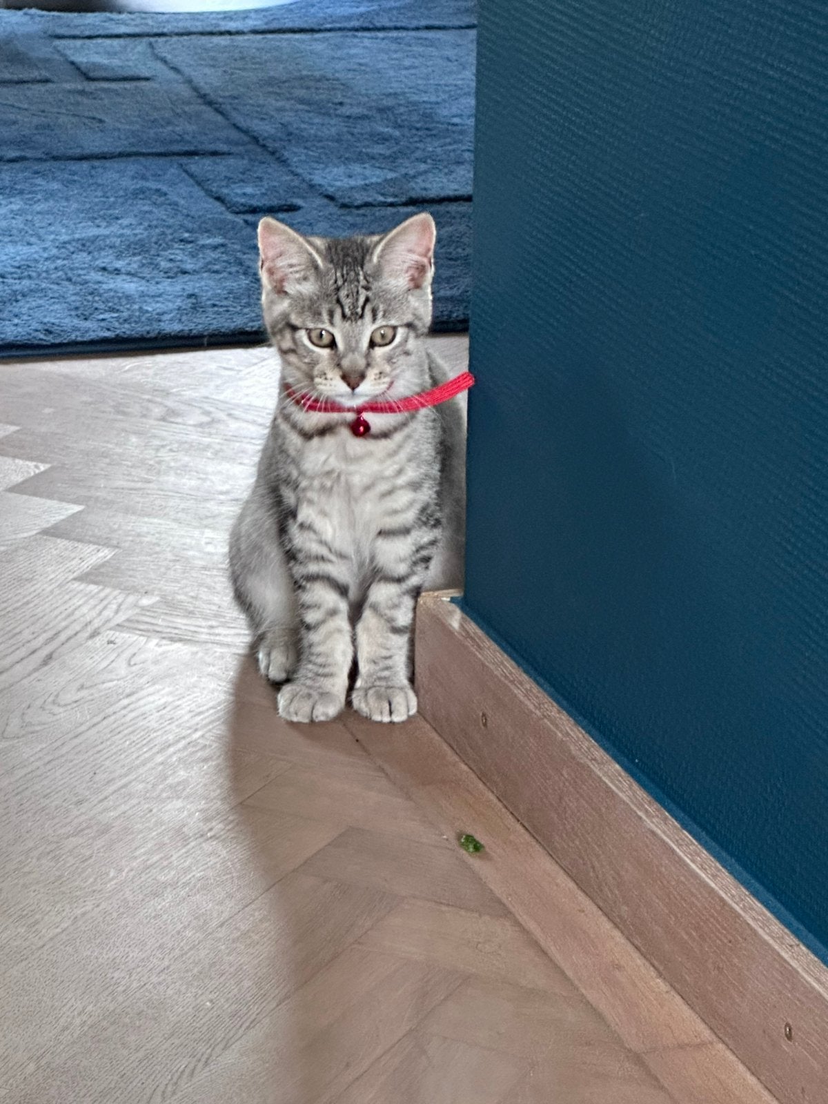 Main Coon kitten, Dieren en Toebehoren, Katten en Kittens | Raskatten | Langhaar, Poes, Gechipt
