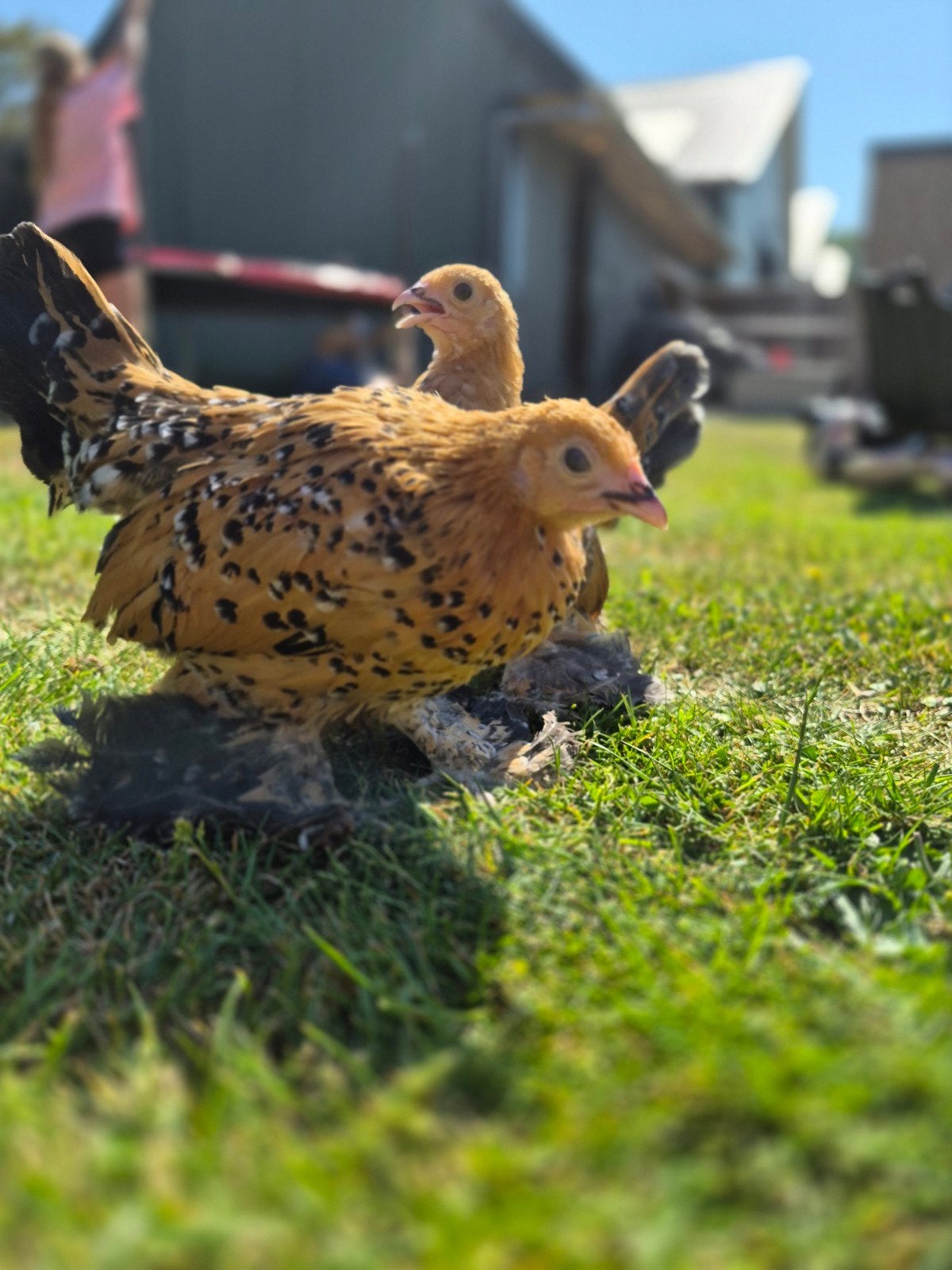Sabelpoot kriel kippen, Meerdere dieren, Kip