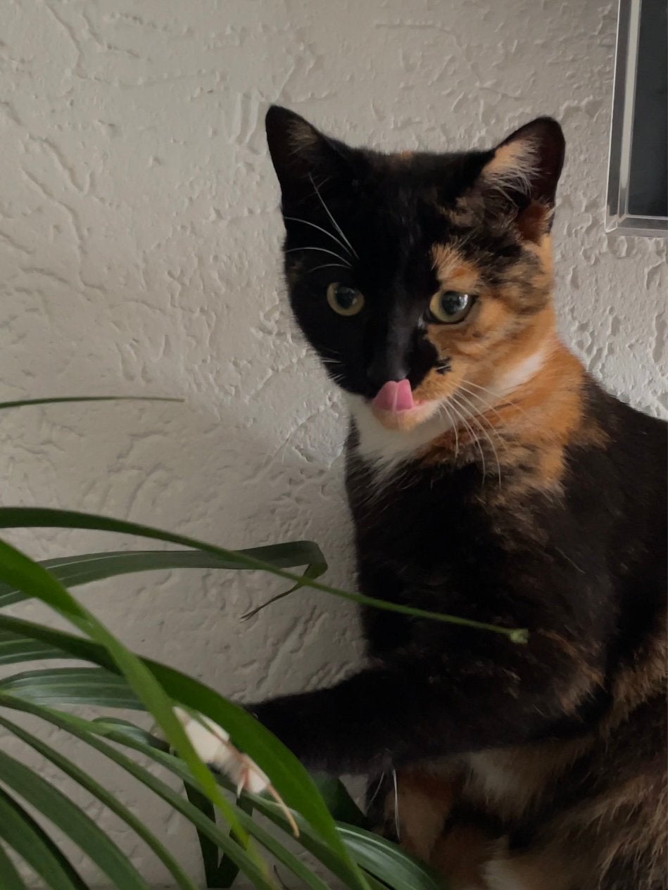 Kitten, Poes, Langharig, 0 tot 2 jaar