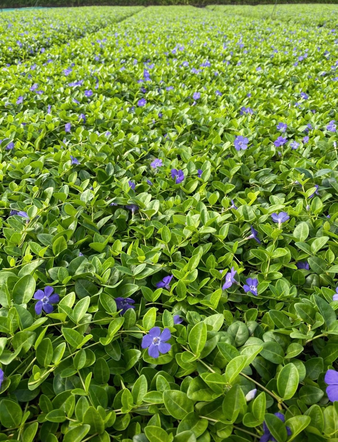 Bodembedekkers Vinca minor , alba, major, atropunicea, Ophalen of Verzenden, Bodembedekkers, Halfschaduw