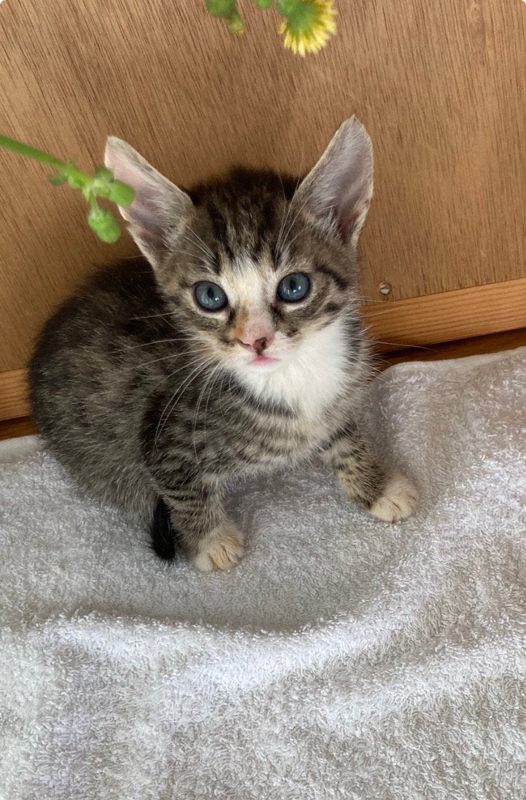 Kitten kittens, Meerdere dieren