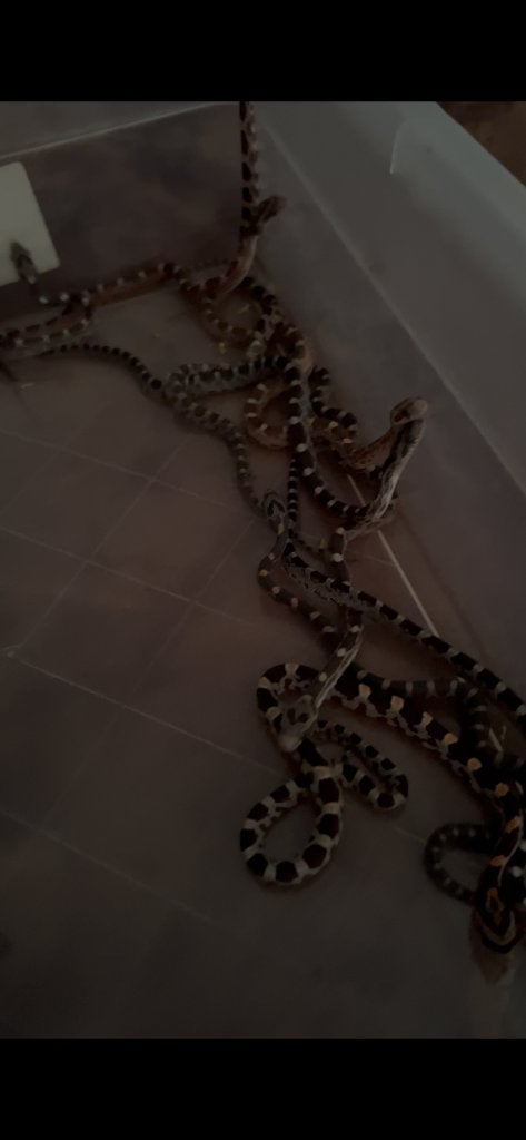 Rattenslangen zomer 2026 Rat Snake photo 7