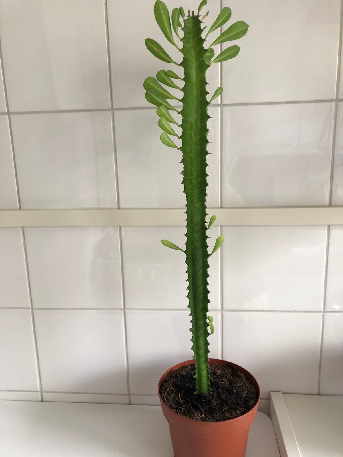 Cactus, Ophalen, Overige soorten, Volle zon