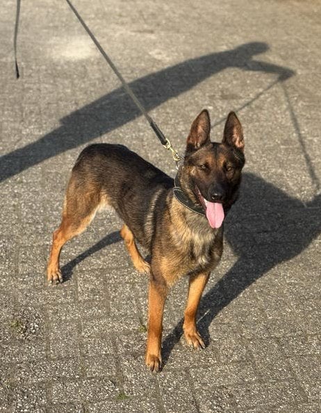 Mechelse Herder Teef, Dieren en Toebehoren, Honden | Herdershonden en Veedrijvers, 1 tot 2 jaar, Teef, Parvo, Eén hond