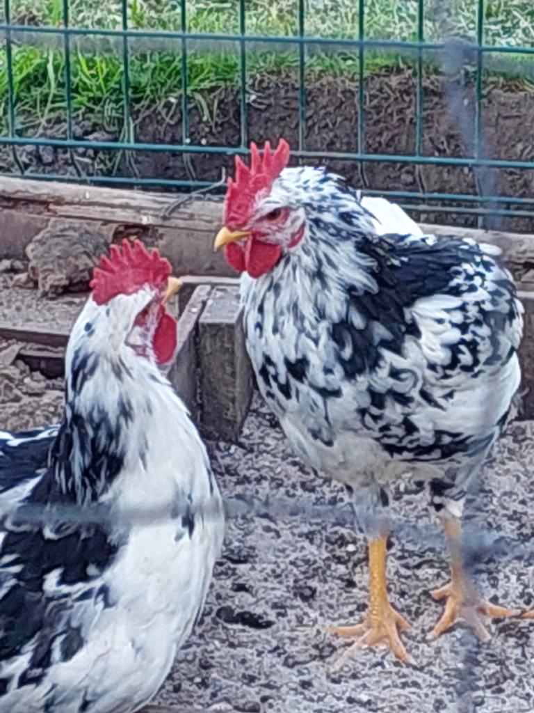 Bonte leghoorn haan, Dieren en Toebehoren, Pluimvee, Mannelijk, Kip